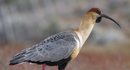 Neuquén: cuáles son las aves más emblemáticas de la provincia