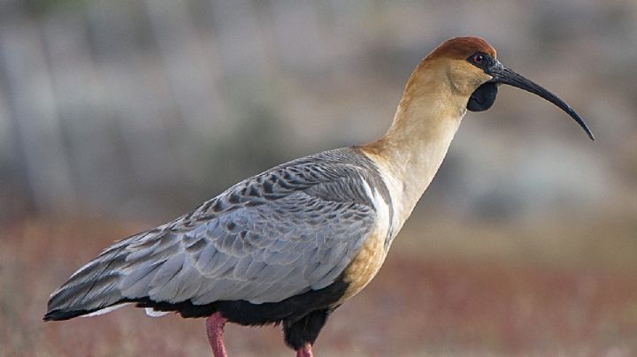 Neuquén: cuáles son las aves más emblemáticas de la provincia