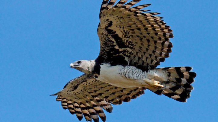 Cómo el águila harpía, emblema de Panamá, está aún más en peligro gracias a los “coleccionistas”
