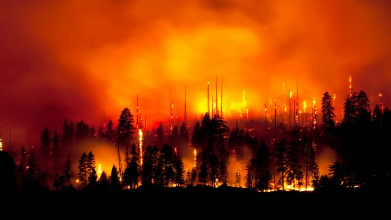 Hallaron vestigios de los incendios forestales más antiguos encontrados: tienen 430 millones de años