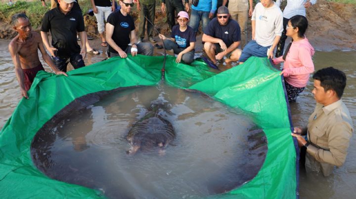Pescaron en Camboya al pez de agua dulce más grande jamás visto