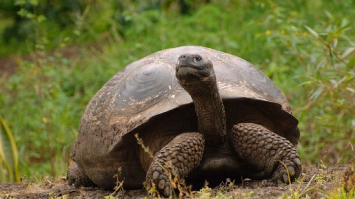 Nació la primera tortuga gigante de Galápagos albina: nunca se había visto un ejemplar así