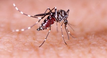 Las personas infectadas con dengue y zika son más “sabrosas” para los mosquitos