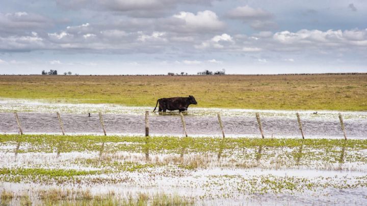 Inundaciones en la provincia de Buenos Aires: las consecuencias del abandono al campo