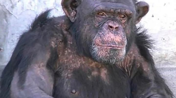 Otro habeas corpus para que trasladen al chimpancé Toti a un Santuario