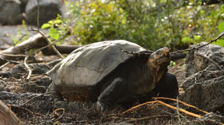 Identificaron a una especie de tortuga en Galápagos que no se veía desde hace más de 100 años