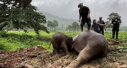 Así fue el dramático rescate de una elefanta y su cría tras caer en un pozo en Tailandia