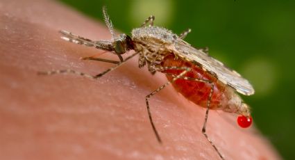 Insólito: dos mosquitos ayudaron a resolver el caso de un robo en China
