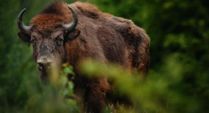 El bisonte europeo vuelve a caminar libremente por el Reino Unido después de miles de años