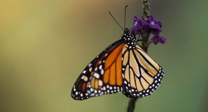 La famosa mariposa monarca entró en la lista de los animales en peligro de extinción