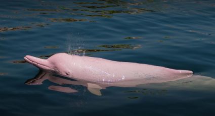 En Ecuador existe un santuario donde el delfín rosado del Amazonas puede vivir tranquilo