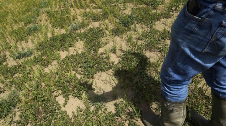 “Es como estar en la Luna”: la devastadora sequía en Italia arrasa los campos de arroz