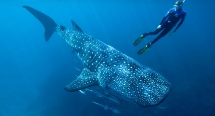 Hallaron que el tiburón ballena es el omnívoro más grande del mundo: cuál fue la especie destronada
