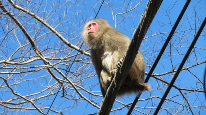 Una ciudad de Japón, en alerta por ataques de monos: ya hay 42 heridos