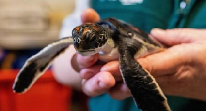 Una tortuga bebé rescatada en Australia eliminó “puro plástico” durante seis días