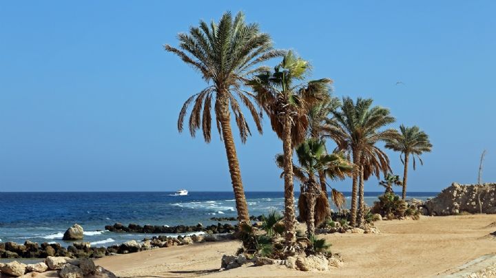 Egipto cerró las playas del mar Rojo tras una serie de ataques de tiburones