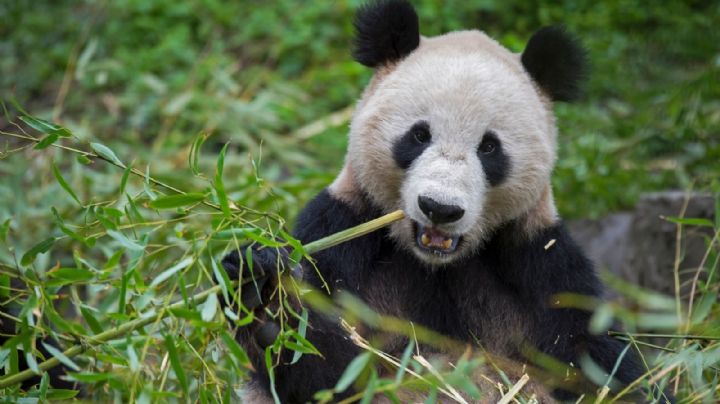 Los pandas gigantes también vivieron en Europa: hallaron restos del último que habitó esas tierras