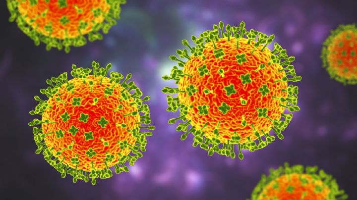 Henipavirus: se detectaron 35 casos de esta nueva enfermedad en China
