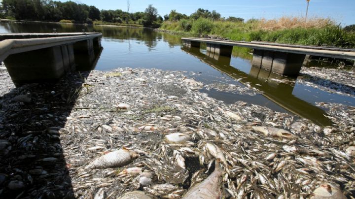 Hallan miles de peces muertos en la frontera entre Polonia y Alemania: temen un desastre ecológico