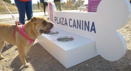 Más de 200 perros participaron del Circuito Activo para Canes en Neuquén