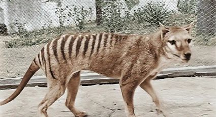 Científicos planean un multimillonario proyecto para resucitar al tigre de Tasmania