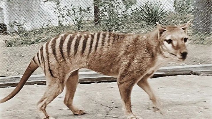 Científicos planean un multimillonario proyecto para resucitar al tigre de Tasmania