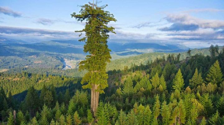 Quienes visiten el árbol más alto de Estados Unidos serán multados y pueden terminar presos