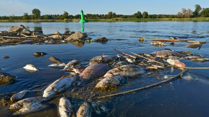 Unas algas estarían detrás del desastre en el río Óder que comparten Alemania y Polonia