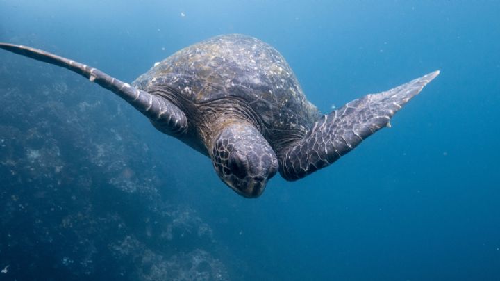 Los océanos tendrán que esperar: se volvió a caer el tratado que buscaba proteger su biodiversidad