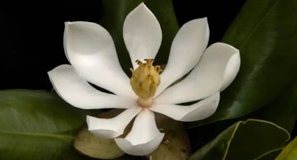 Redescubrieron en Haití una especie de magnolia que se creía perdida: no se veía desde 1925
