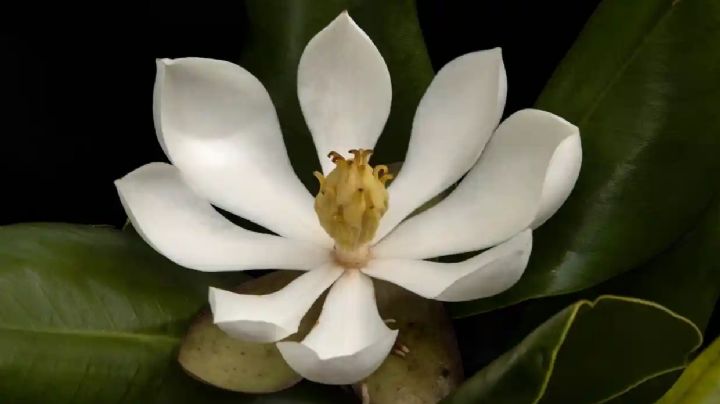Redescubrieron en Haití una especie de magnolia que se creía perdida: no se veía desde 1925
