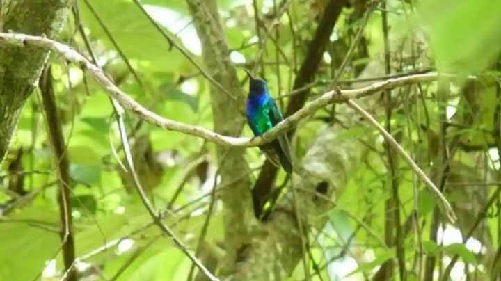 Redescubren un raro colibrí en Colombia que no se veía desde 2010: solo fue fotografiado tres veces