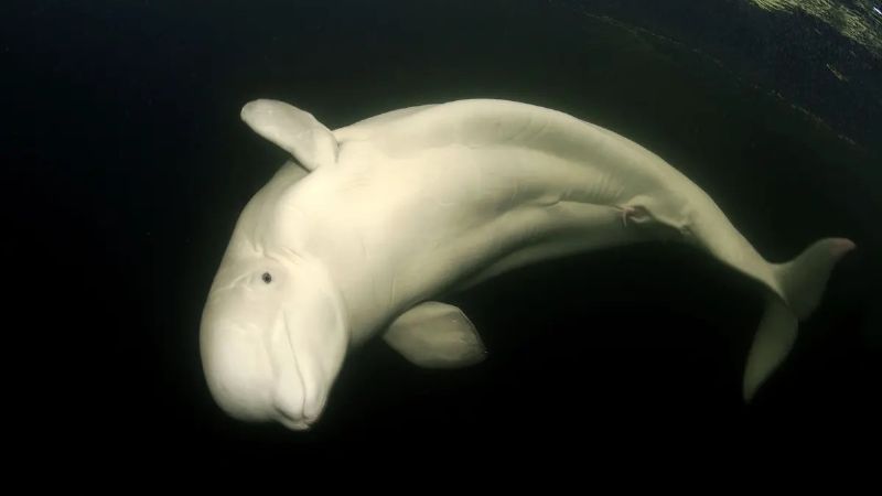 Apareció una beluga en el río Sena cerca de París: intentan rescatarla y guiarla de vuelta al mar