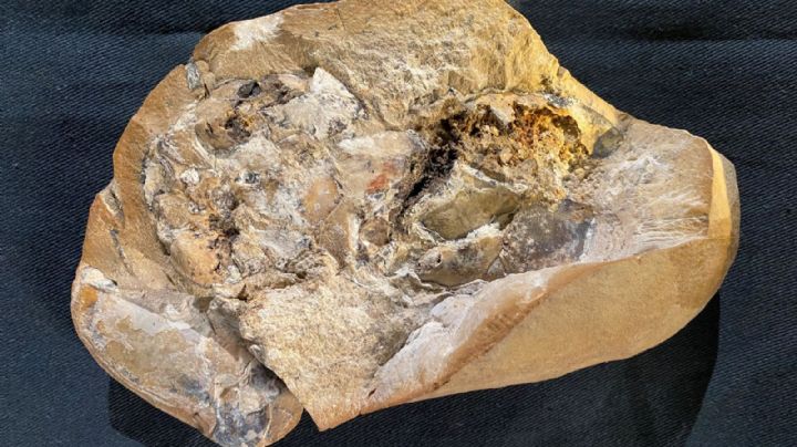 Encontraron en Australia el corazón más antiguo del mundo: perteneció a un pez prehistórico