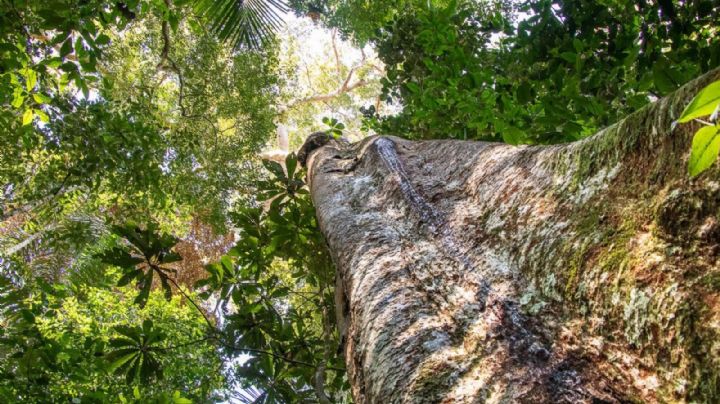 Un árbol milenario de la Amazonía está al borde de la extinción por la demanda internacional