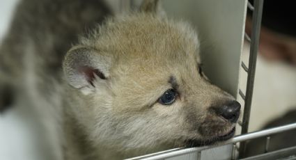 Anunciaron el nacimiento del primer lobo ártico clonado: es una especie amenazada