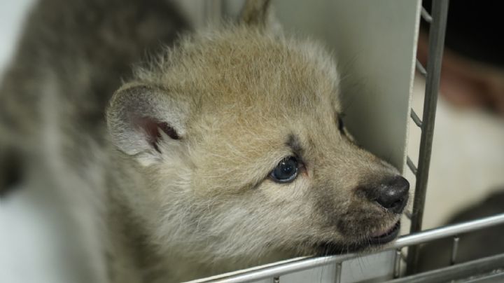 Anunciaron el nacimiento del primer lobo ártico clonado: es una especie amenazada