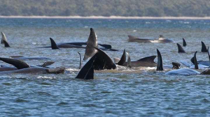 Se encontraron cientos de ballenas varadas en la costa de Tasmania