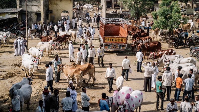 Manifestantes liberaron a cientos de vacas en las calles de India