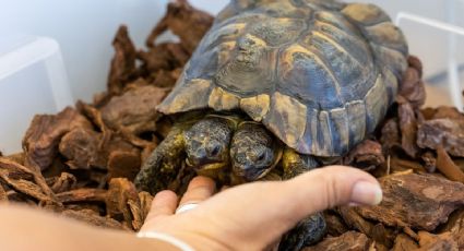 Increíble: Janus, la tortuga de dos cabezas, cumplió 25 años