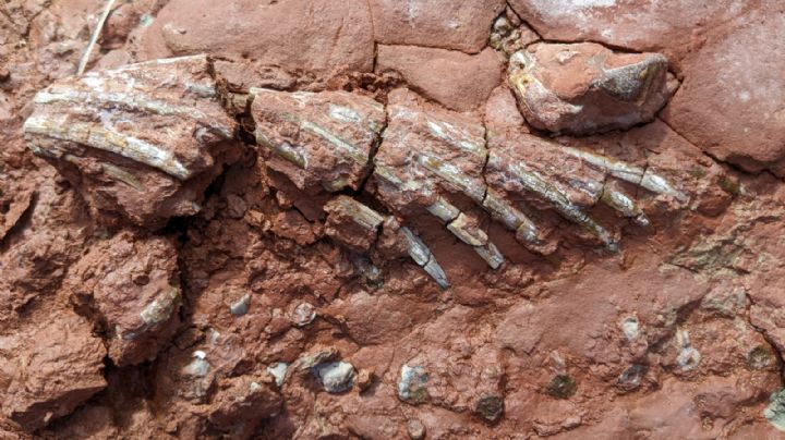 Encontraron de casualidad un fósil de un animal más antiguo que los dinosaurios en Canadá