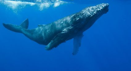 Un canto a través del océano: unas ballenas pueden transmitir sus canciones de Australia a Ecuador