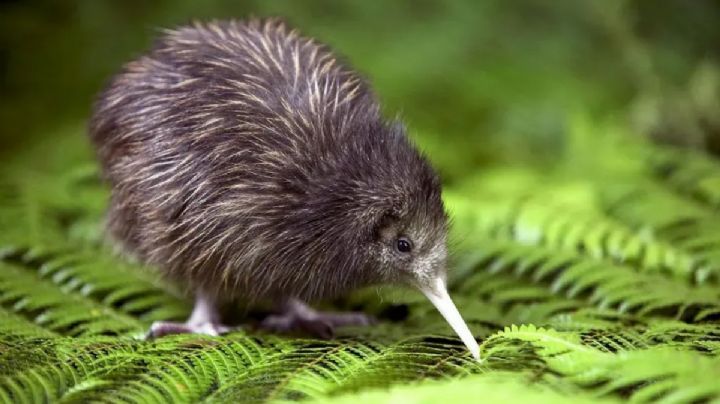 Curiosidades del kiwi, el pájaro neozelandés que no tiene alas