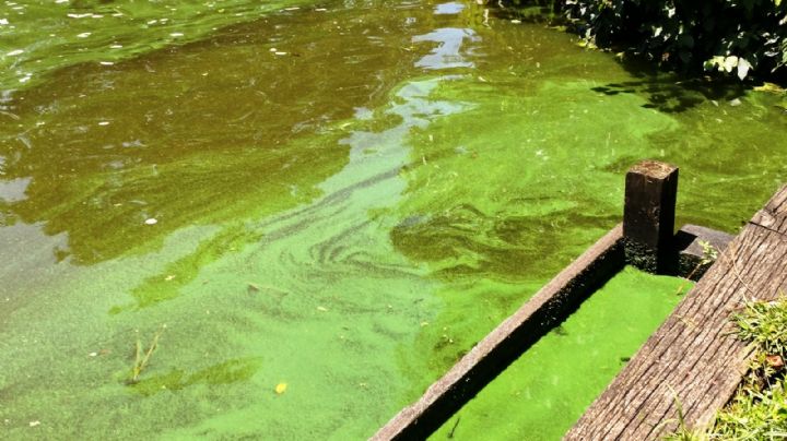 Cómo el cambio climático hace que crezcan algas tóxicas en todo el mundo