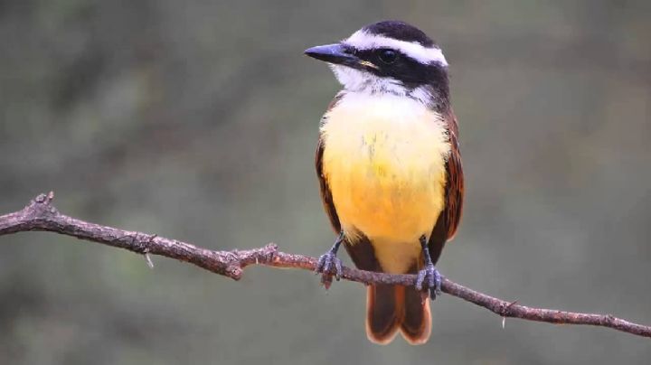 Curiosidades sobre el benteveo, unas de las aves más vistosas de América