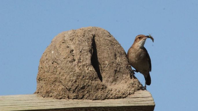Curiosidades sobre el hornero: el pájaro que construye su nido con barro y de forma especial
