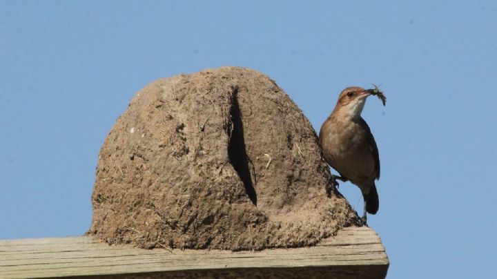 Curiosidades sobre el hornero, el pájaro que construye su nido con barro