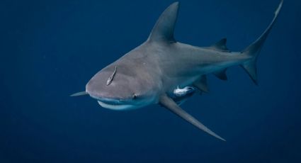 Cerraron varias playas en Australia por miedo a los tiburones