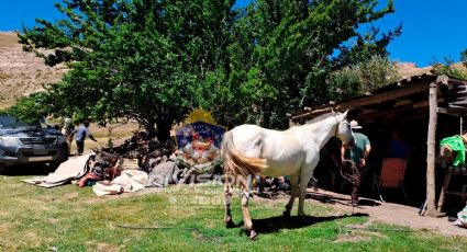 Recuperaron un caballo robado de un campo en Las Ovejas y será devuelto a su familia