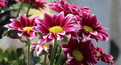 5 plantas con flores que sirven para subir el ánimo y relajarte en tu hogar